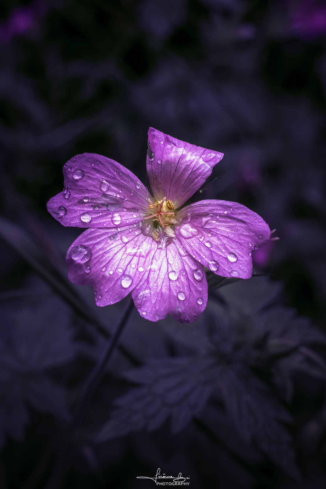 Flower Close-Ups image